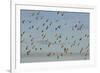 Flock of Lapwing (Vanellus Vanellus) in Flight, Turning Together in Evening Light, Norfolk, UK-Andrew Parkinson-Framed Photographic Print
