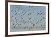 Flock of Lapwing (Vanellus Vanellus) in Flight, Turning Together in Evening Light, Norfolk, UK-Andrew Parkinson-Framed Photographic Print