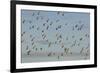 Flock of Lapwing (Vanellus Vanellus) in Flight, Turning Together in Evening Light, Norfolk, UK-Andrew Parkinson-Framed Photographic Print