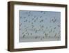 Flock of Lapwing (Vanellus Vanellus) in Flight, Turning Together in Evening Light, Norfolk, UK-Andrew Parkinson-Framed Photographic Print