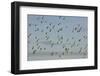 Flock of Lapwing (Vanellus Vanellus) in Flight, Turning Together in Evening Light, Norfolk, UK-Andrew Parkinson-Framed Photographic Print