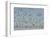 Flock of Lapwing (Vanellus Vanellus) in Flight, Turning Together in Evening Light, Norfolk, UK-Andrew Parkinson-Framed Photographic Print