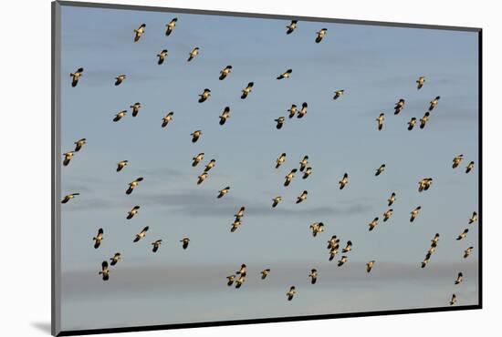 Flock of Lapwing (Vanellus Vanellus) in Flight, Turning Together in Evening Light, Norfolk, UK-Andrew Parkinson-Mounted Photographic Print