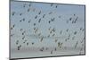 Flock of Lapwing (Vanellus Vanellus) in Flight, Turning Together in Evening Light, Norfolk, UK-Andrew Parkinson-Mounted Photographic Print