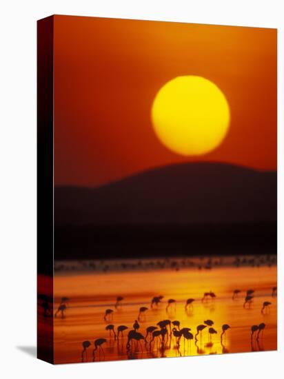 Flock of Lesser Flamingos Reflected in Water at Sunrise, Amboseli National Park, Kenya-Arthur Morris-Stretched Canvas