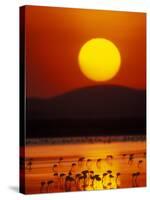 Flock of Lesser Flamingos Reflected in Water at Sunrise, Amboseli National Park, Kenya-Arthur Morris-Stretched Canvas