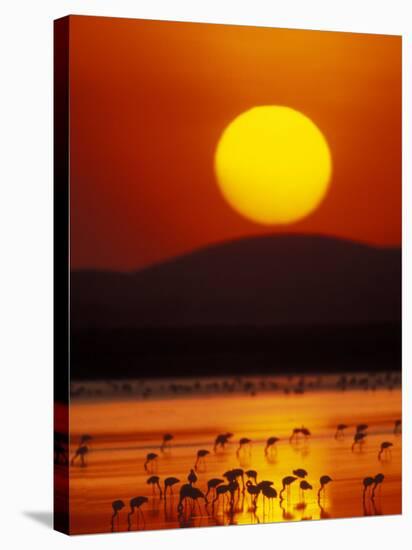 Flock of Lesser Flamingos Reflected in Water at Sunrise, Amboseli National Park, Kenya-Arthur Morris-Stretched Canvas