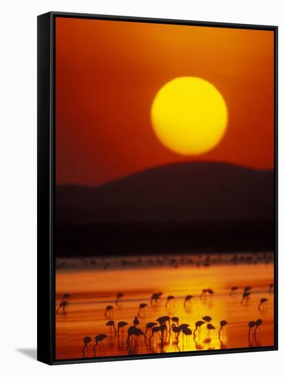 Flock of Lesser Flamingos Reflected in Water at Sunrise, Amboseli National Park, Kenya-Arthur Morris-Framed Stretched Canvas