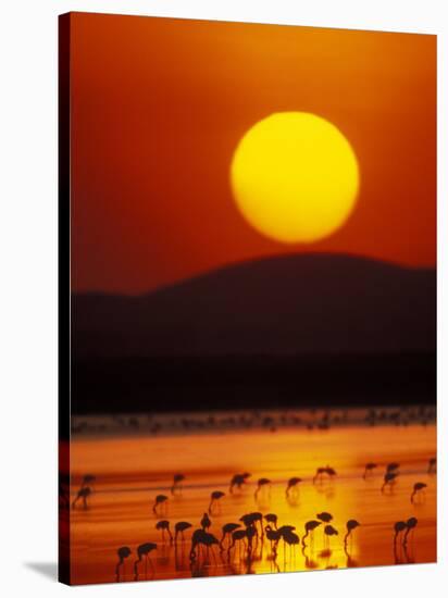 Flock of Lesser Flamingos Reflected in Water at Sunrise, Amboseli National Park, Kenya-Arthur Morris-Stretched Canvas