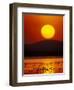 Flock of Lesser Flamingos Reflected in Water at Sunrise, Amboseli National Park, Kenya-Arthur Morris-Framed Photographic Print