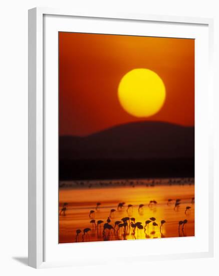 Flock of Lesser Flamingos Reflected in Water at Sunrise, Amboseli National Park, Kenya-Arthur Morris-Framed Photographic Print