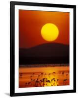 Flock of Lesser Flamingos Reflected in Water at Sunrise, Amboseli National Park, Kenya-Arthur Morris-Framed Photographic Print