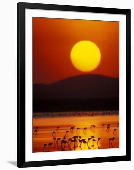 Flock of Lesser Flamingos Reflected in Water at Sunrise, Amboseli National Park, Kenya-Arthur Morris-Framed Photographic Print