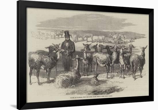 Flock of Llamas, Just Imported from Peru-null-Framed Giclee Print