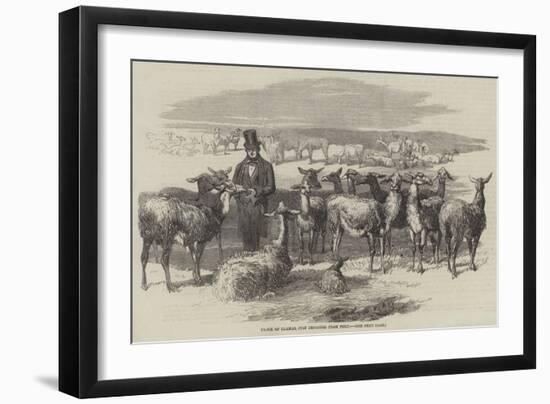 Flock of Llamas, Just Imported from Peru-null-Framed Premium Giclee Print