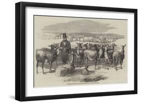 Flock of Llamas, Just Imported from Peru-null-Framed Premium Giclee Print