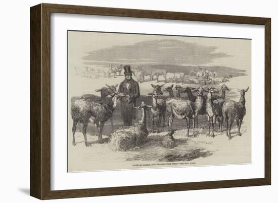 Flock of Llamas, Just Imported from Peru-null-Framed Giclee Print