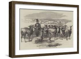 Flock of Llamas, Just Imported from Peru-null-Framed Giclee Print