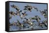 Flock of Northern Shovelers, Gadwalls and Common Teal Taking Off, Brownsea Island, England, UK-Bertie Gregory-Framed Stretched Canvas