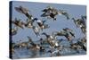 Flock of Northern Shovelers, Gadwalls and Common Teal Taking Off, Brownsea Island, England, UK-Bertie Gregory-Stretched Canvas