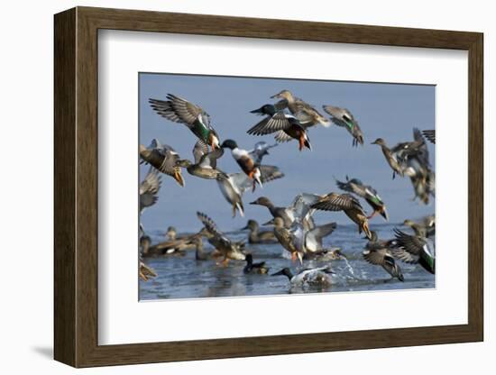 Flock of Northern Shovelers, Gadwalls and Common Teal Taking Off, Brownsea Island, England, UK-Bertie Gregory-Framed Photographic Print