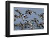 Flock of Northern Shovelers, Gadwalls and Common Teal Taking Off, Brownsea Island, England, UK-Bertie Gregory-Framed Photographic Print