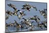 Flock of Northern Shovelers, Gadwalls and Common Teal Taking Off, Brownsea Island, England, UK-Bertie Gregory-Mounted Photographic Print
