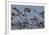 Flock of Northern Shovelers, Gadwalls and Common Teal Taking Off, Brownsea Island, England, UK-Bertie Gregory-Framed Photographic Print