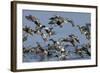 Flock of Northern Shovelers, Gadwalls and Common Teal Taking Off, Brownsea Island, England, UK-Bertie Gregory-Framed Photographic Print