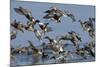 Flock of Northern Shovelers, Gadwalls and Common Teal Taking Off, Brownsea Island, England, UK-Bertie Gregory-Mounted Photographic Print