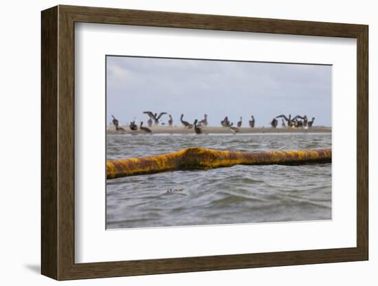 Flock of Oiled Brown Pelicans (Pelecanus Occidentalis)-Gerrit Vyn-Framed Photographic Print