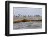 Flock of Oiled Brown Pelicans (Pelecanus Occidentalis)-Gerrit Vyn-Framed Photographic Print