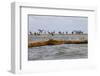 Flock of Oiled Brown Pelicans (Pelecanus Occidentalis)-Gerrit Vyn-Framed Photographic Print