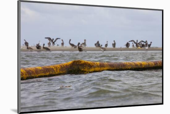 Flock of Oiled Brown Pelicans (Pelecanus Occidentalis)-Gerrit Vyn-Mounted Photographic Print