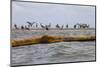 Flock of Oiled Brown Pelicans (Pelecanus Occidentalis)-Gerrit Vyn-Mounted Photographic Print