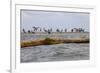 Flock of Oiled Brown Pelicans (Pelecanus Occidentalis)-Gerrit Vyn-Framed Photographic Print