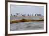 Flock of Oiled Brown Pelicans (Pelecanus Occidentalis)-Gerrit Vyn-Framed Photographic Print