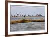 Flock of Oiled Brown Pelicans (Pelecanus Occidentalis)-Gerrit Vyn-Framed Photographic Print