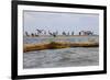 Flock of Oiled Brown Pelicans (Pelecanus Occidentalis)-Gerrit Vyn-Framed Photographic Print