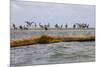 Flock of Oiled Brown Pelicans (Pelecanus Occidentalis)-Gerrit Vyn-Mounted Photographic Print