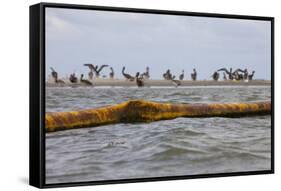 Flock of Oiled Brown Pelicans (Pelecanus Occidentalis)-Gerrit Vyn-Framed Stretched Canvas