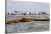 Flock of Oiled Brown Pelicans (Pelecanus Occidentalis)-Gerrit Vyn-Stretched Canvas