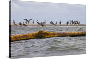 Flock of Oiled Brown Pelicans (Pelecanus Occidentalis)-Gerrit Vyn-Stretched Canvas