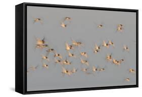 Flock of Oystercatchers (Haematopus Ostralegus) in Flight, the Wash Estuary, Norfolk, England, UK-Peter Cairns-Framed Stretched Canvas