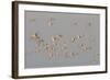 Flock of Oystercatchers (Haematopus Ostralegus) in Flight, the Wash Estuary, Norfolk, England, UK-Peter Cairns-Framed Photographic Print