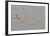 Flock of Oystercatchers (Haematopus Ostralegus) in Flight, the Wash Estuary, Norfolk, England, UK-Peter Cairns-Framed Photographic Print