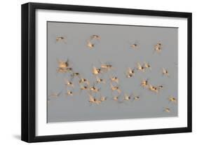 Flock of Oystercatchers (Haematopus Ostralegus) in Flight, the Wash Estuary, Norfolk, England, UK-Peter Cairns-Framed Photographic Print