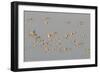 Flock of Oystercatchers (Haematopus Ostralegus) in Flight, the Wash Estuary, Norfolk, England, UK-Peter Cairns-Framed Photographic Print