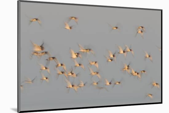 Flock of Oystercatchers (Haematopus Ostralegus) in Flight, the Wash Estuary, Norfolk, England, UK-Peter Cairns-Mounted Photographic Print