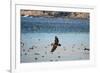 Flock of Pelicans-Toula Mavridou-Messer-Framed Photographic Print